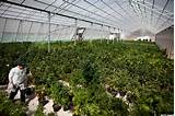 Marijuana Grow Facility Pictures