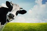 Methane Gas Cows Photos