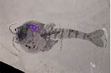 Images of Burgess Shale Fossils