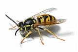 Pictures of Paper Wasp Sting