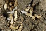 A Picture Of A Termite