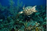 Grand Cayman Diving Resorts Pictures