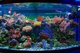 Best Fishes For Home Aquarium Photos