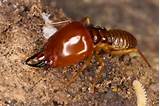 Social Termites Pictures