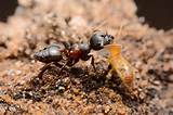 Termite Soldier Vs Ant