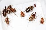 Images of House Cockroach