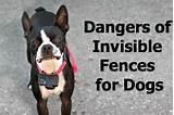 Invisible Fence For Big Dogs Images