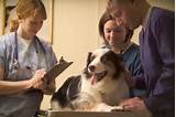 Veterinary Technician Online College Images
