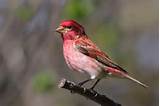 North American House Finch Photos