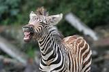 Photos of Part Zebra Animal