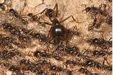 Photos of Army Ants