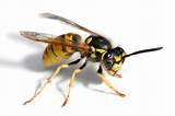 Wasp Types Pictures
