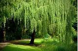 Images of Willow Garden Landscaping