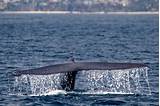 Whale Watching Tours Long Beach
