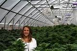 Colorado Marijuana Companies To Invest In Pictures