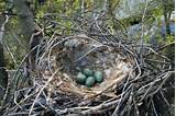 Nest Of House Finch