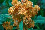 Quinoa Flower Images