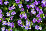Small Purple Flowers Names Images