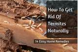 Termites Get Rid Of Pictures