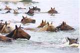 Pictures of Can Horses Swim