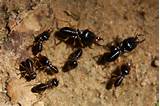 Images of Common Termites