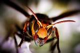 Photos of Japanese Killer Wasp
