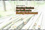 Bamboo Farming Profit