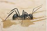 Carpenter Ant Damage Pictures Pictures