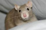 Images of Pet Rat