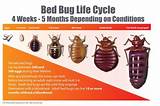 Bed Bug Treatment Kenya Photos
