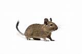 Degu Rodent Images