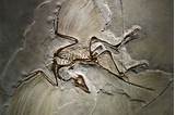 First Dinosaur Fossil Found In Australia Photos