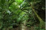Rainforest Survival Kit Pictures