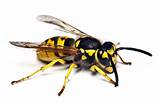 Images of Picture Of Wasp