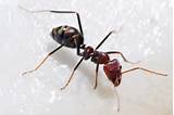 Red Carpenter Ants Pictures