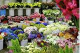Los Angeles Flower Market Photos