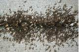 Photos of Ant Control Toronto
