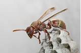 Images of Wasp Hornet