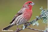 House Finch And Purple Finch Pictures