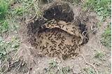 Kill Wasp Nest Pictures