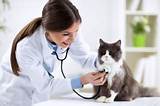 Images of Online Veterinary Assistant Schools