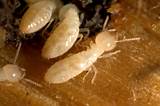 Termite Control Definition