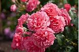 Pictures of Rosarium Uetersen Climbing Rose