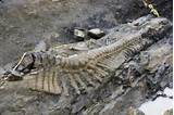 Pictures of Huge Dinosaur Fossil Found