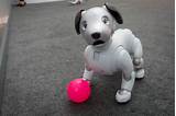 Pictures of Robot Dogs For Sale