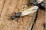 Images of Carpenter Ants Termites