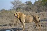 Safari Packages Kruger National Park