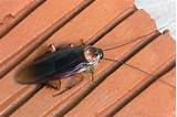 Is A Water Bug A Cockroach Pictures