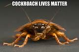 Cockroach Meme Pictures