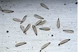 Termites Look Like Ants With Wings Photos